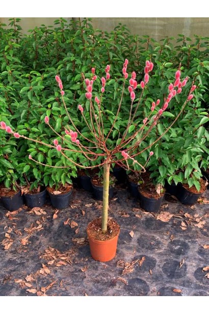 Верба японська Mount Aso на штамбі в горщику